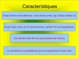 Característiques Tenen formes molt diferents :Unes tenen arrels, tija i fulles d'altres no.   Quasi totes viuen en el medi terrestre, també n'hi ha d'aquàtiques. Les plantes amb flor es reprodueixen per llavors. La clorofil·la es la substància que el proporciona el color verd. 