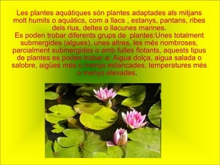 Les plantes aquàtiques són plantes adaptades als mitjans molt humits o aquàtics, com a llacs , estanys, pantans, ribes dels rius, deltes o llacunes marines. Es poden trobar diferents grups de  plantes:Unes totalment submergides (algues), unes altres, les més nombroses, parcialment submergides o amb fulles flotants, aquests tipus de plantes es poden trobar a: Aigua dolça, aigua salada o salobre, aigües més o menys estancades, temperatures més o menys elevades .  