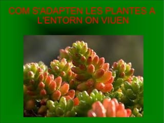 COM S'ADAPTEN LES PLANTES A  L'ENTORN ON VIUEN 