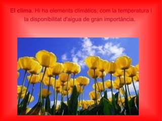 El clima . Hi ha elements climàtics, com la temperatura i la disponibilitat d'aigua de gran importància.   