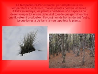 La temperatura .Per exemple, per adaptar-se a les temperatures de l'hivern, moltes plantes perden les fulles. A l'alta muntanya, les plantes herbàcies són capaces de desenvolupar tot el seu cicle vital (desde que germinen fins que floreixen i produeixen llavors) només ho fan durant l'estiu, ja que la resta de l'any la neu tapa tota la planta. 