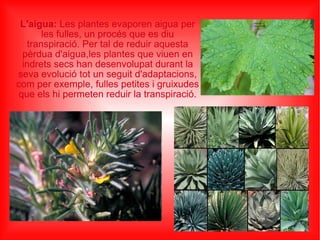 L'aigua:  Les plantes evaporen aigua per les fulles, un procés que es diu transpiració. Per tal de reduir aquesta pèrdua d'aigua,les plantes que viuen en indrets secs han desenvolupat durant la seva evolució tot un seguit d'adaptacions, com per exemple, fulles petites i gruixudes que els hi permeten reduir la transpiració. 