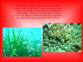 La llum: Les algues marines només poden viure a zones que estan il·luminades per la llum  solar, i que arriba com a màxim als 200m de profunditat. Segons la profunditat a la que viuen, les algues presenten diferents pigments que els hi permeten absorbir millor la llum .  