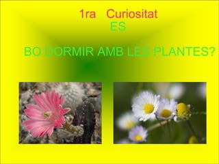 1ra  Curiositat ES  BO DORMIR AMB LES PLANTES? 
