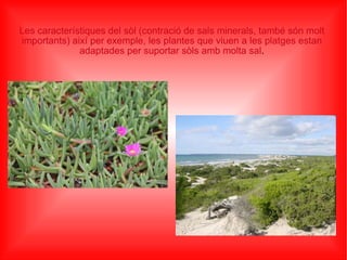 Les característiques del sòl (contració de sals minerals, també són molt importants) així per exemple, les plantes que viuen a les platges estan adaptades per suportar sòls amb molta sal . 
