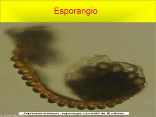 Esporangio 