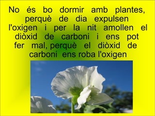 No  és  bo  dormir  amb  plantes,  perquè  de  dia  expulsen  l'oxigen  i  per  la  nit  amollen  el  diòxid  de  carboni  i  ens  pot  fer  mal, perquè  el  diòxid  de  carboni  ens roba l'oxigen 