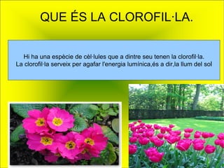 QUE ÉS LA CLOROFIL·LA.   Hi ha una espècie de cèl·lules que a dintre seu tenen la clorofil·la. La clorofil·la serveix per agafar l'energia lumínica,és a dir,la llum del so l 