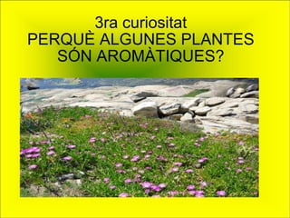 3ra curiositat PERQUÈ ALGUNES PLANTES SÓN AROMÀTIQUES? 