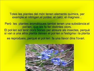 Totes les plantes del món tenen elements químics, per exemple:el nitrògen,el potàsi, el calci, el magnesi... Però  les  plantes aromàtiques també tenen una substància:el pol·len, que les fa fer distintes olors. El pol·len sol tenir olors bones per atreure als insectes, perquè si van a una altra planta deixen el pol·len a l'estigma i la planta es reprodueix, perquè el pol·len  fa una llavor dins l'ovari.  ,  