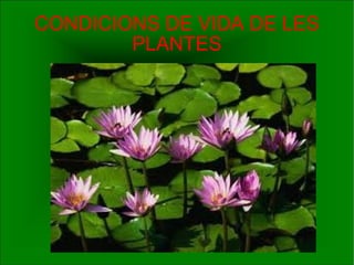 CONDICIONS DE VIDA DE LES PLANTES 