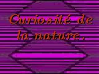 Curiosité de la nature. 