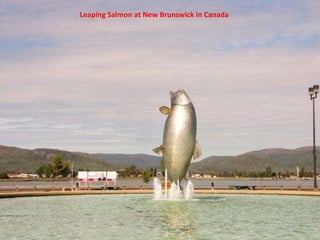 Leaping Salmon at New Brunswick in Canada 