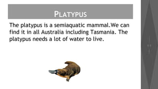 PLATYPUS
The platypus is a semiaquatic mammal.We can
find it in all Australia including Tasmania. The
platypus needs a lot of water to live.

 