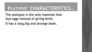 PLATYPUS’ CHARACTERISTICS…
The platypus is the only mammal that
lays eggs instead of giving birth.
It has a long,big and strange beak.

 