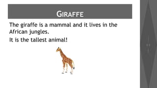 GIRAFFE
The giraffe is a mammal and it lives in the
African jungles.
It is the tallest animal!

 