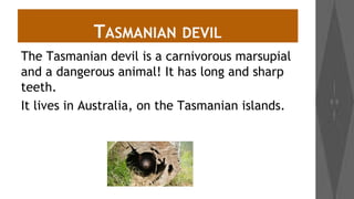 TASMANIAN

DEVIL

The Tasmanian devil is a carnivorous marsupial
and a dangerous animal! It has long and sharp
teeth.
It lives in Australia, on the Tasmanian islands.

 
