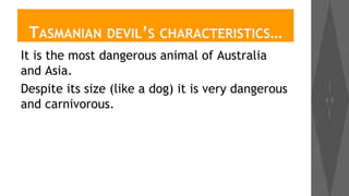 TASMANIAN DEVIL’S CHARACTERISTICS…
It is the most dangerous animal of Australia
and Asia.
Despite its size (like a dog) it is very dangerous
and carnivorous.

 