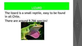 LIZARD
The lizard is a small reptile, easy to be found
in all Chile.
There are around 9.766 species!

 