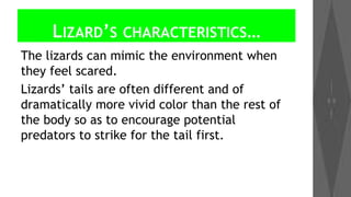 LIZARD’S

CHARACTERISTICS…

The lizards can mimic the environment when
they feel scared.
Lizards’ tails are often different and of
dramatically more vivid color than the rest of
the body so as to encourage potential
predators to strike for the tail first.

 