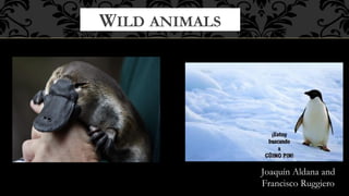 WILD ANIMALS

Joaquín Aldana and
Francisco Ruggiero

 