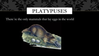 PLATYPUSES
There´re the only mammals that lay eggs in the world

 