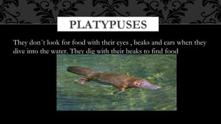 PLATYPUSES
They don´t look for food with their eyes , beaks and ears when they
dive into the water. They dig with their beaks to find food

 