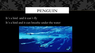 PENGUIN
It´s a bird and it can´t fly
It´s a bird and it can breathe under the water

 