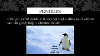 PENGUIN
It has got special glands, so it does not need to drink water without
salt. The glands help to eliminate the salt.

 