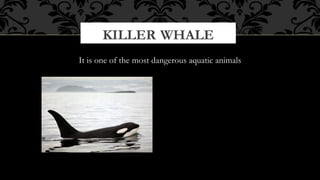 KILLER WHALE
It is one of the most dangerous aquatic animals

 