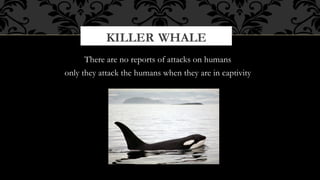 KILLER WHALE
There are no reports of attacks on humans
only they attack the humans when they are in captivity

 
