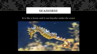SEAHORSE
It is like a horse and it can breathe under the water

 
