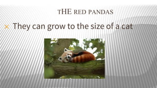 THE RED PANDAS
✕

They can grow to the size of a cat

 
