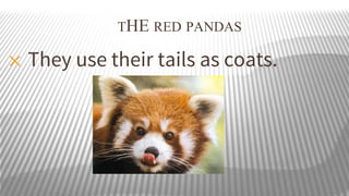 THE RED PANDAS

✕

They use their tails as coats.

 