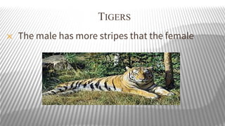 TIGERS
✕

The male has more stripes that the female

 