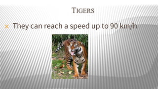 TIGERS
✕

They can reach a speed up to 90 km/h

 