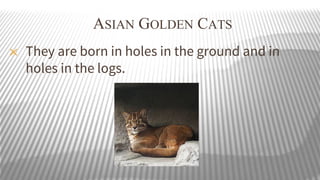 ASIAN GOLDEN CATS
✕

They are born in holes in the ground and in
holes in the logs.

 