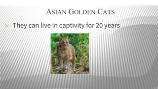 ASIAN GOLDEN CATS
✕

They can live in captivity for 20 years

 