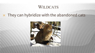 WILDCATS
✕

They can hybridize with the abandoned cats

 