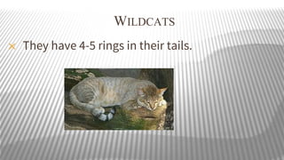 WILDCATS
✕

They have 4-5 rings in their tails.

 