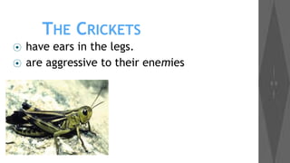 THE CRICKETS
⦿
⦿

have ears in the legs.
are aggressive to their enemies

 