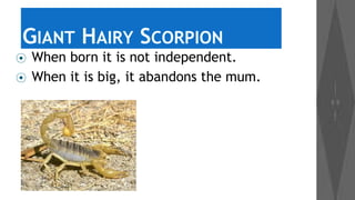 GIANT HAIRY SCORPION
⦿
⦿

When born it is not independent.
When it is big, it abandons the mum.

 