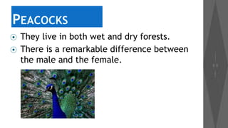 PEACOCKS
⦿
⦿

They live in both wet and dry forests.
There is a remarkable difference between
the male and the female.

 