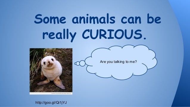 curiosities about animals