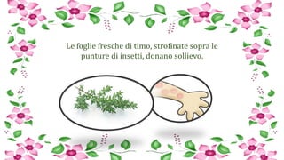 Le foglie fresche di timo, strofinate sopra le
punture di insetti, donano sollievo.
 