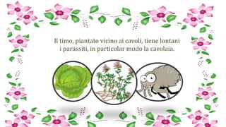 Il timo, piantato vicino ai cavoli, tiene lontani
i parassiti, in particolar modo la cavolaia.
 