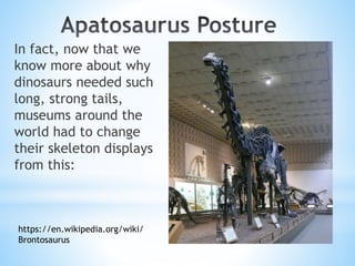 In fact, now that we
know more about why
dinosaurs needed such
long, strong tails,
museums around the
world had to change
...