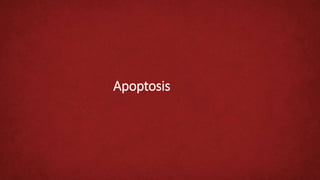 Apoptosis
 