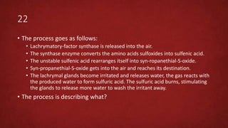 22
• The process goes as follows:
• Lachrymatory-factor synthase is released into the air.
• The synthase enzyme converts the amino acids sulfoxides into sulfenic acid.
• The unstable sulfenic acid rearranges itself into syn-ropanethial-S-oxide.
• Syn-propanethial-S-oxide gets into the air and reaches its destination.
• The lachrymal glands become irritated and releases water, the gas reacts with
the produced water to form sulfuric acid. The sulfuric acid burns, stimulating
the glands to release more water to wash the irritant away.
• The process is describing what?
 