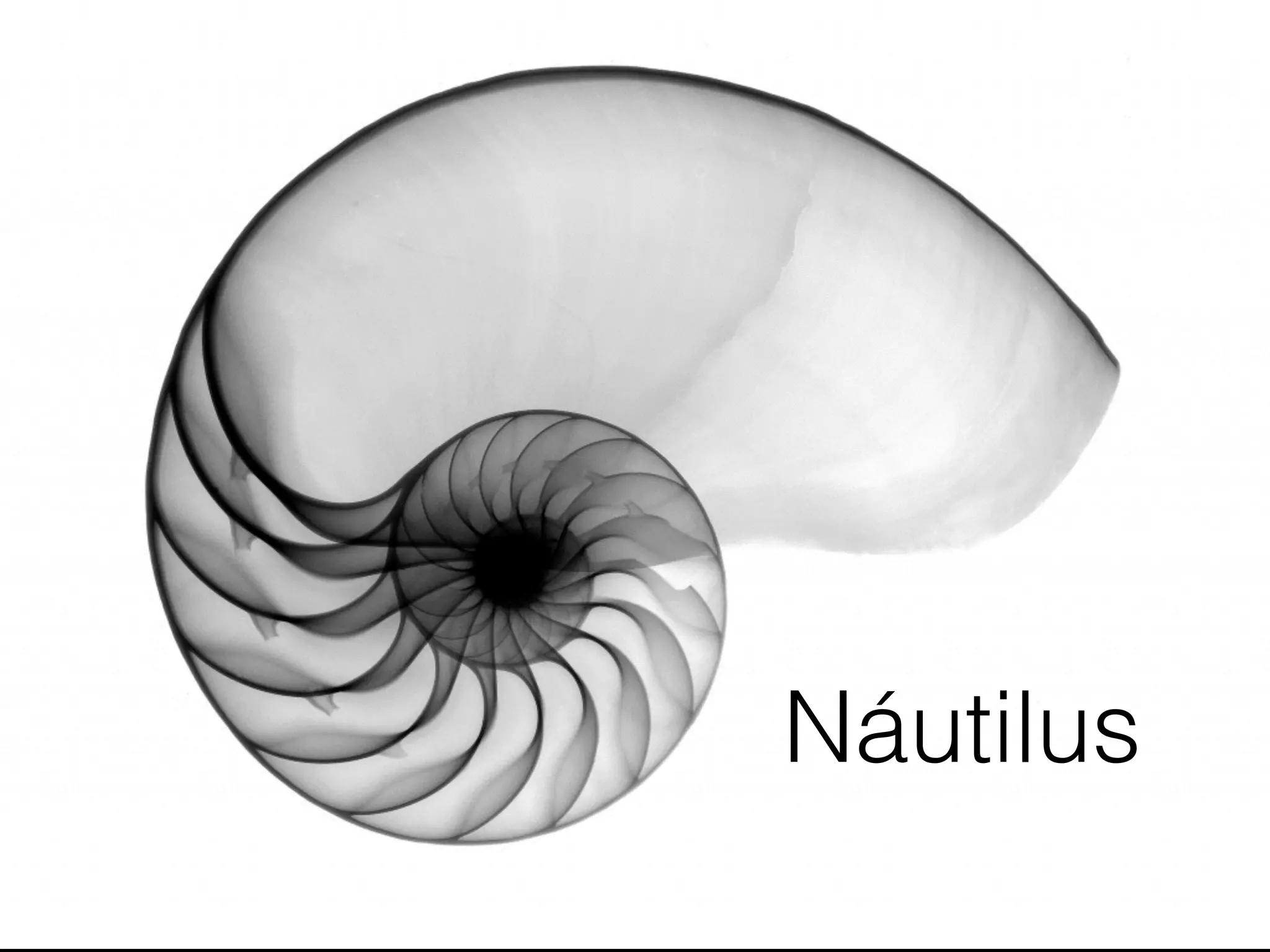 Náutilus
 